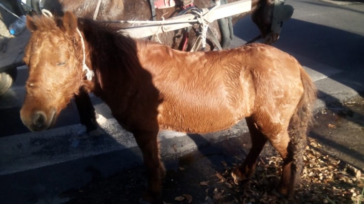 Caballos víctimas de los carreros